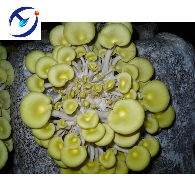 金菇产卵栽培 - buy golden mushroom spawn,golden mushroom spawn