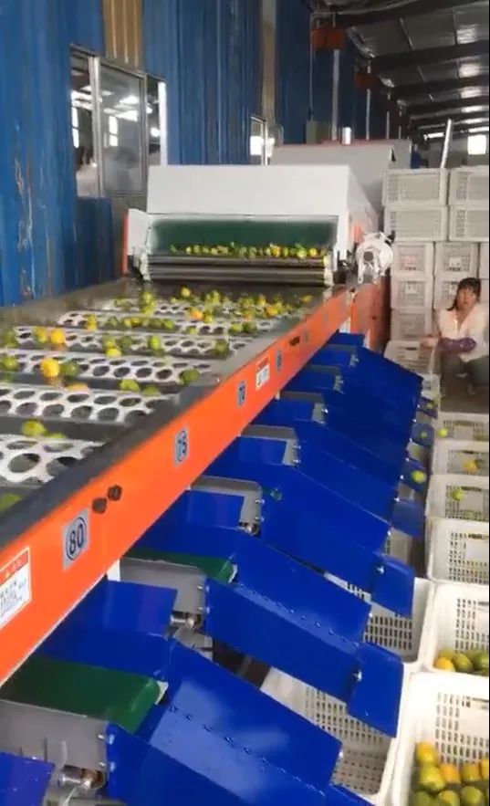 Lemon Fruit Size Weight Grading Sorting Machine Sorter