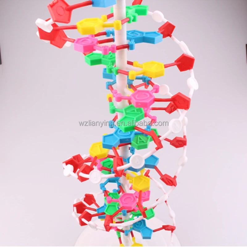3d Double Helix Dna Strand Structure Model for Biology