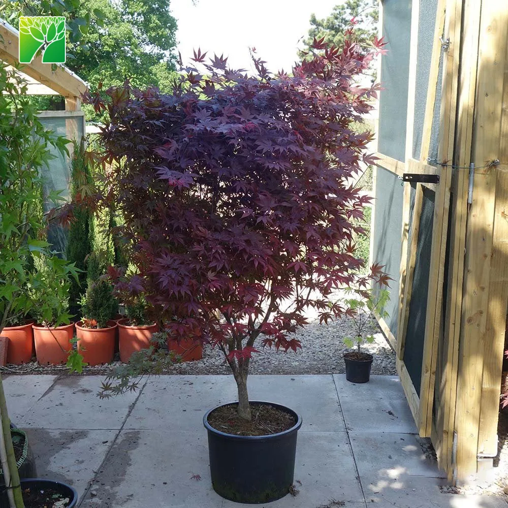 Low Maintenance Average Water Needs Outdoor Garden Decoration Arbor Plant Palmate Maple Acer Palmatum Buy Outdoor Decoration Plant Palmate Maple Plant Acer Palmatum Product On Alibaba Com