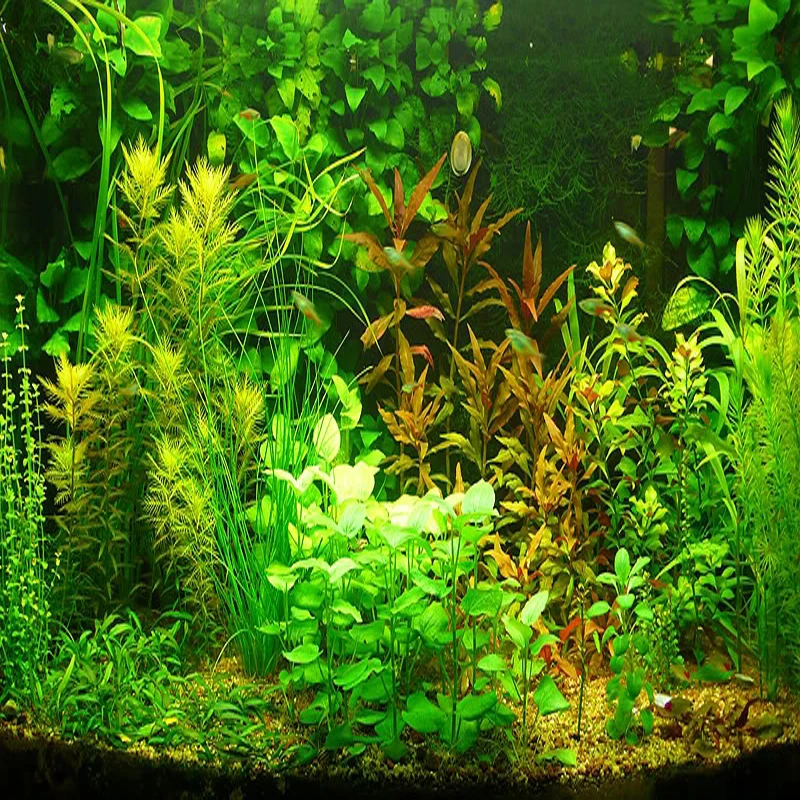 20 kinds Aquarium Grass Seeds Water Aquatic Plant Seeds