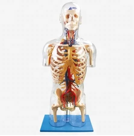 透明人間解剖ボディモデルで内臓 透明モデルボディ Buy 人体 ボディモデル 人間の解剖学 Product On Alibaba Com