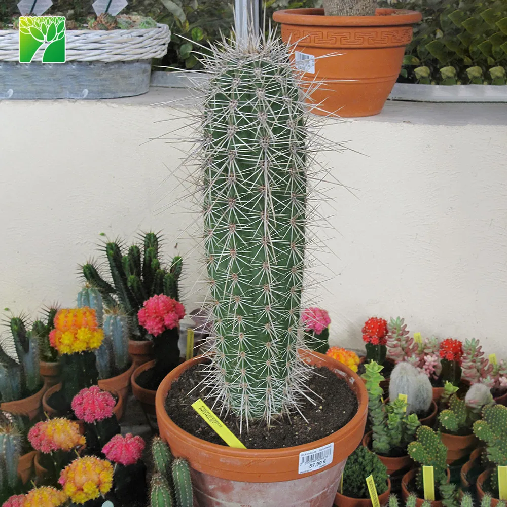 フル太陽以上 12 メートル合計高さサボテン装飾植物 Pachycereus Pringlei 象サボテン Buy サボテン植物 サボテン装飾 装飾 サボテン Product On Alibaba Com