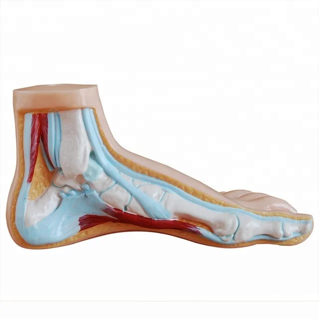 医学教育のための正常な足の解剖学的モデル Buy ノーマルフラット弓の足モデル 人間の筋肉血管と神経通常フラットアーチ型の足モデル 自然なサイズの小児教育モデル通常の人間 Product On Alibaba Com
