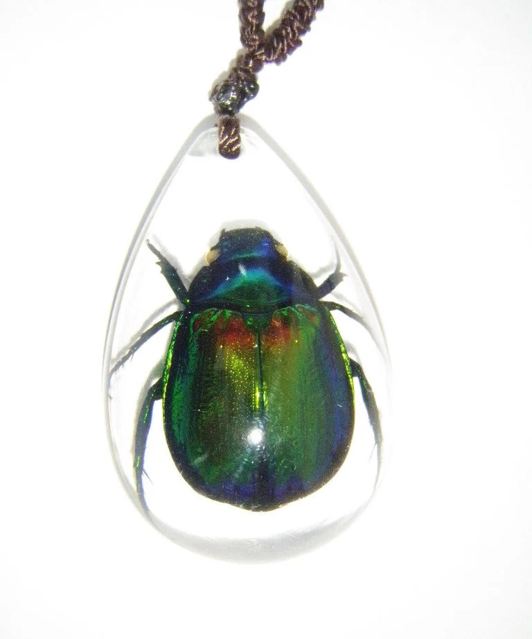 real insect jewelry