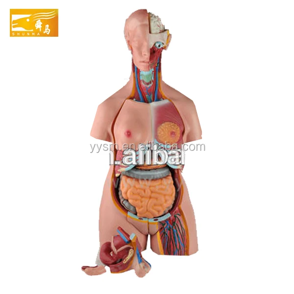 Anatomia Ventanilla Proveedor Precio Bajo 85 Cm Unisex Cuerpo Humano Anatomia Modelo Buy Anatomia Cuerpo Humano Anatomia Anatomia Del Cuerpo Humano Modelo Product On Alibaba Com