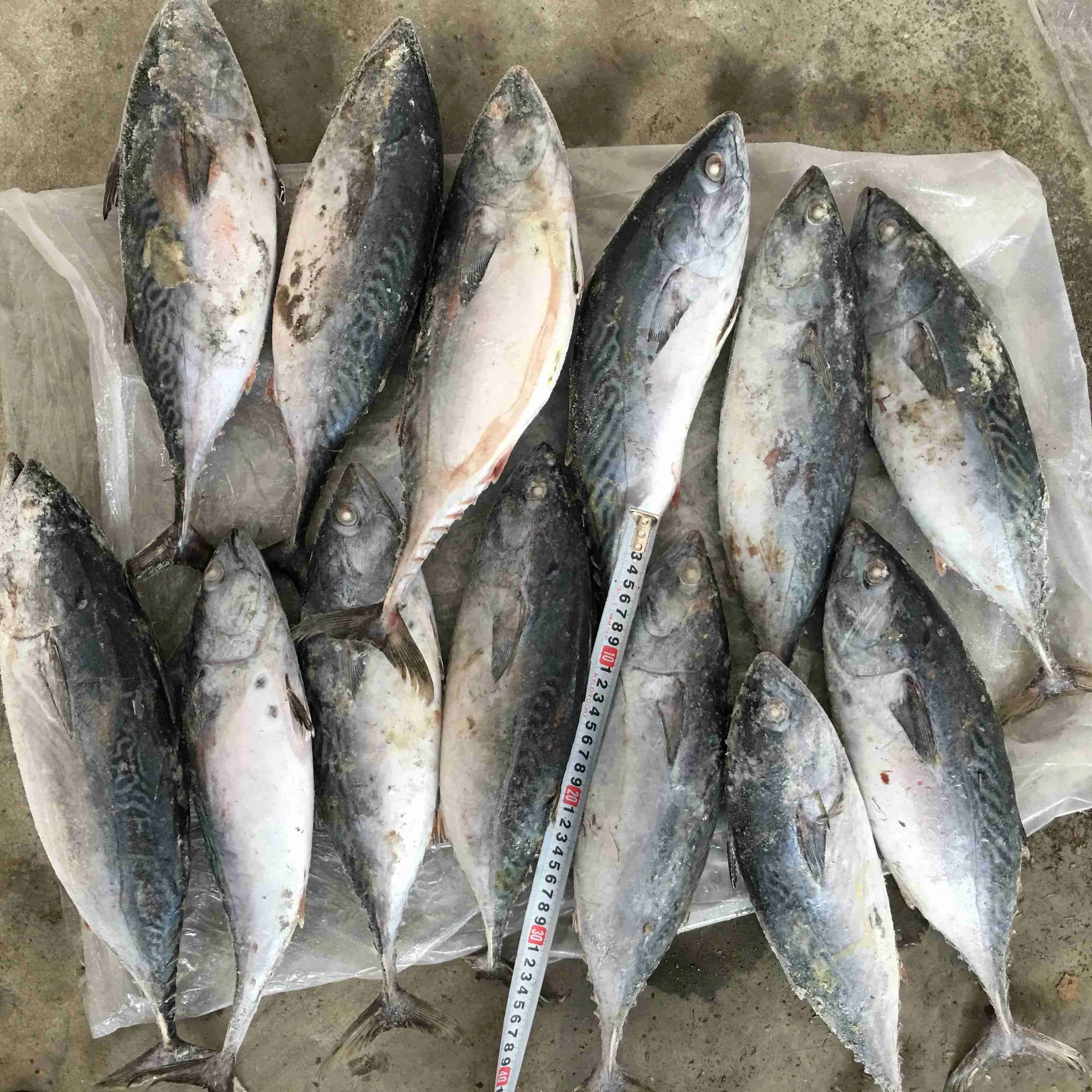 whole round tuna fish