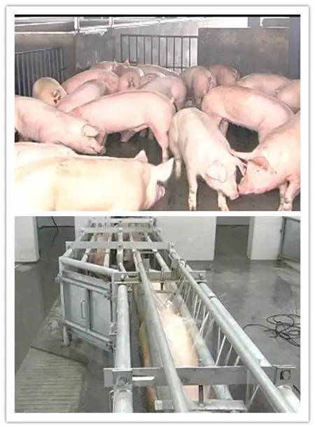 Special pig slaughtering production line with bone removal and cutting machine for pig slaughtering and slaughterhouse