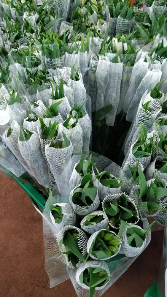 Plastic Protective Net Sleeve Mesh for Flower/rose