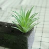 DR058 verde