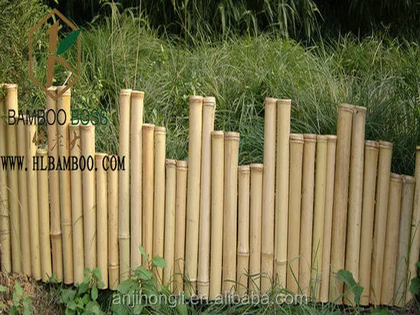 bambus red Roter Bambus kaufen – Fargesia jiuzhaigou 1