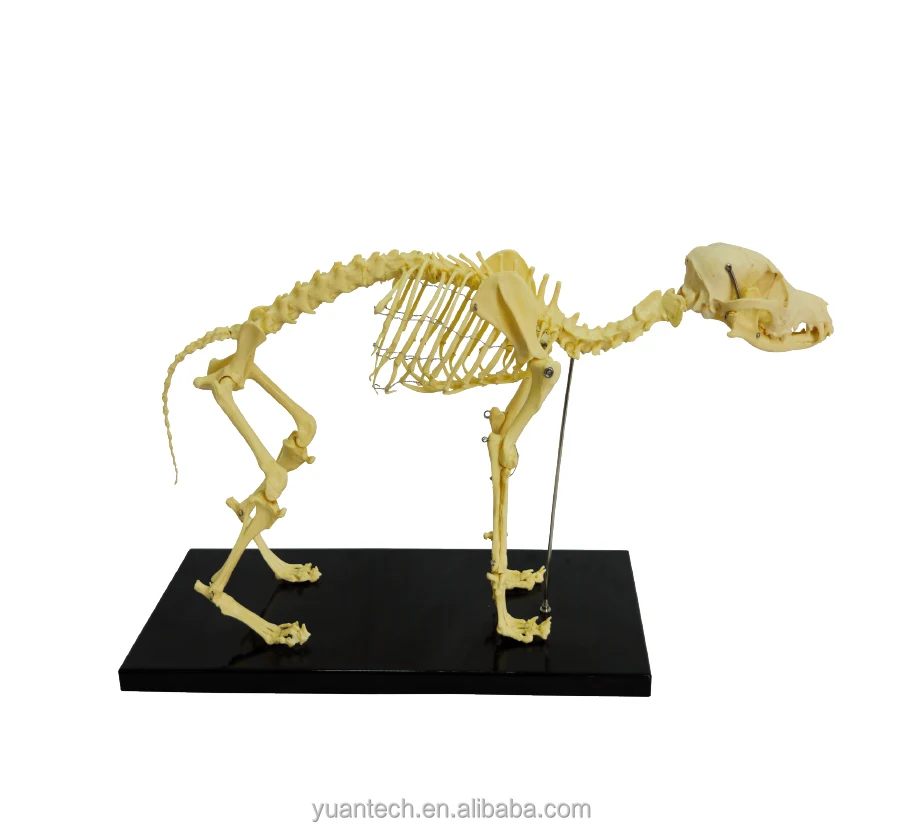 
Медицинская модель скелета собаки натурального размера 