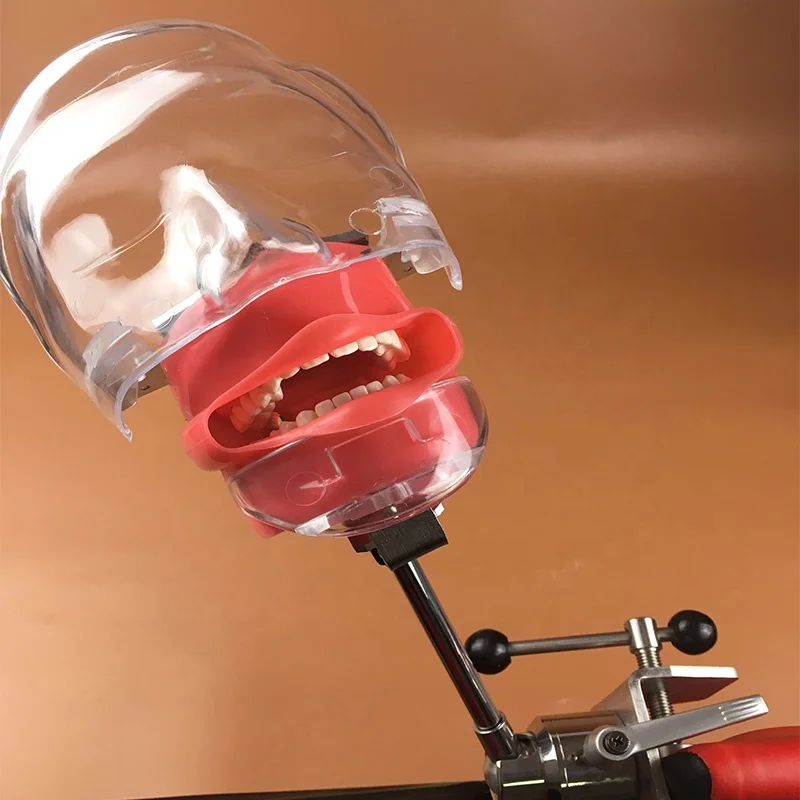 Dental Simulator Nissin Compatible Manikin with Transparent Phantom Head