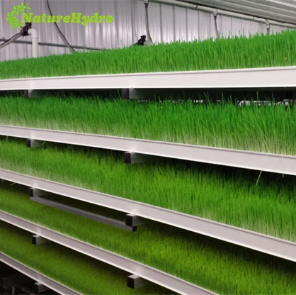 Hydroponic Forage Growing Tray System Barley Grass Indoor Farming