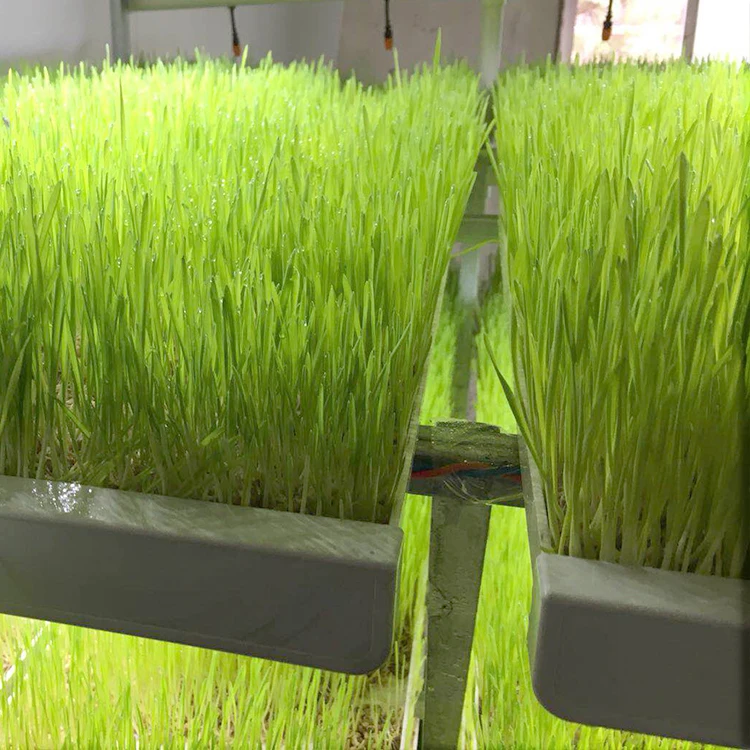 Hydroponic Fodder Container Grow Trays Hydroponic Fodder Indoor Machine System