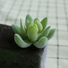 DR063 verde