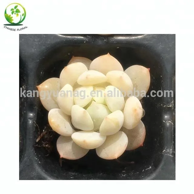 Wholesale all colors Korea Succulent Plants