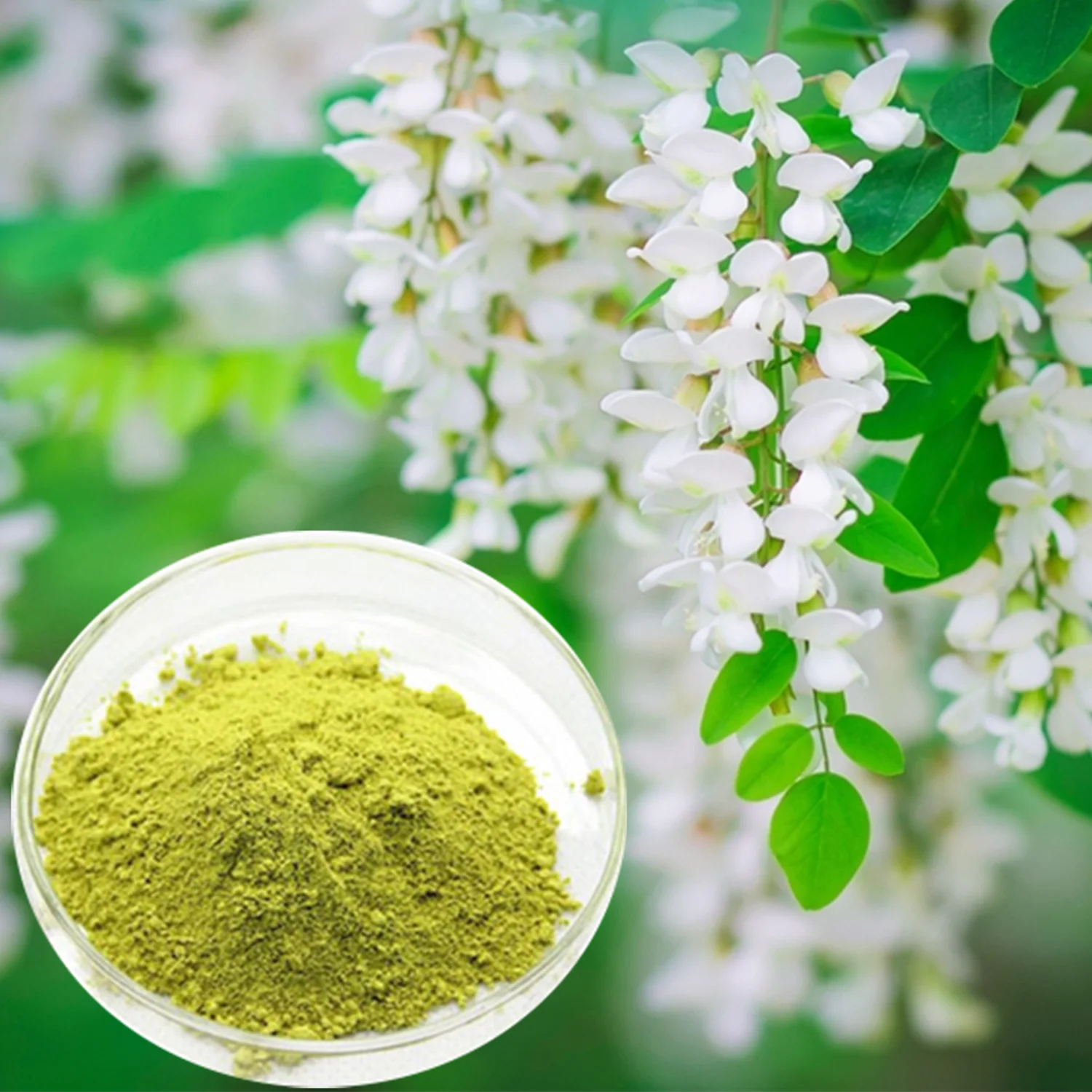 sophora japonica p.e.