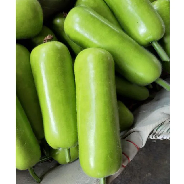 suntoday early mature vegetables green bottle gourd seeds for