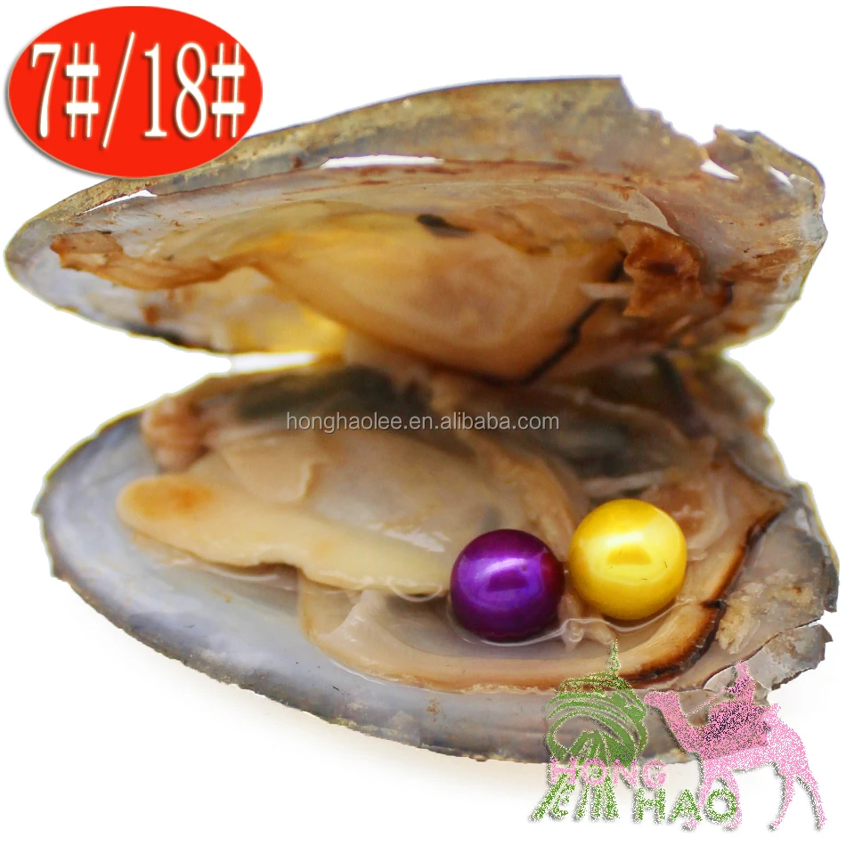 Alibaba.com: Freshwater vacuum-pack oyster with pearl inside, assorted  color pearls, mysterious surprise gift : Connect with global suppliers  offering CE, BV, ISO-certified products for bulk orders.