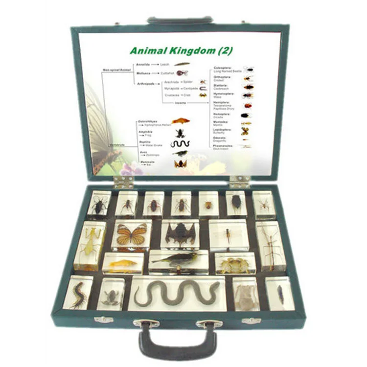 Animal Kingdom(2) Science Specimens Plastic Toy Animals - Buy Plastic Toy  Animals,Insect Collection Set,Insects In Resin Set Product on 