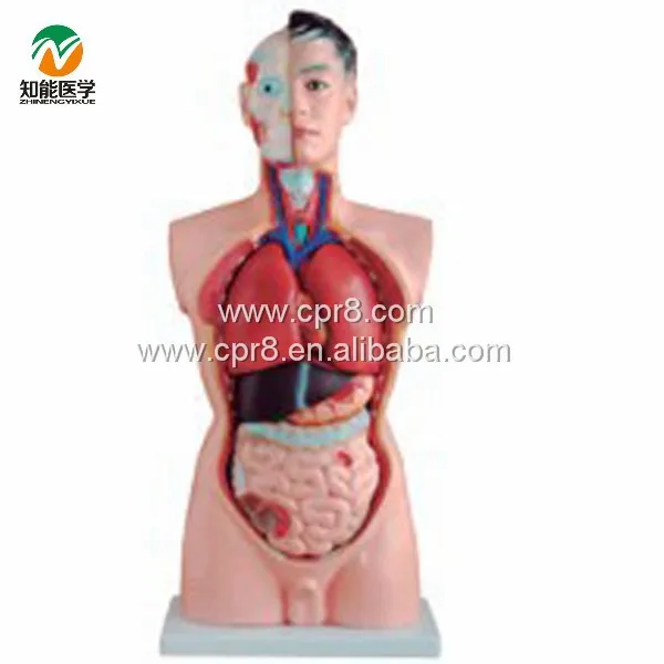 ADA-A1040 Human Body Simulation Male Torso Anatomy Model