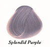 splendido viola