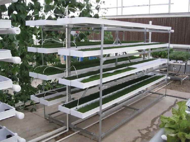 Hydroponic Fodder Profeed Growing System Fodder Nursery Plant Trays Growing System
