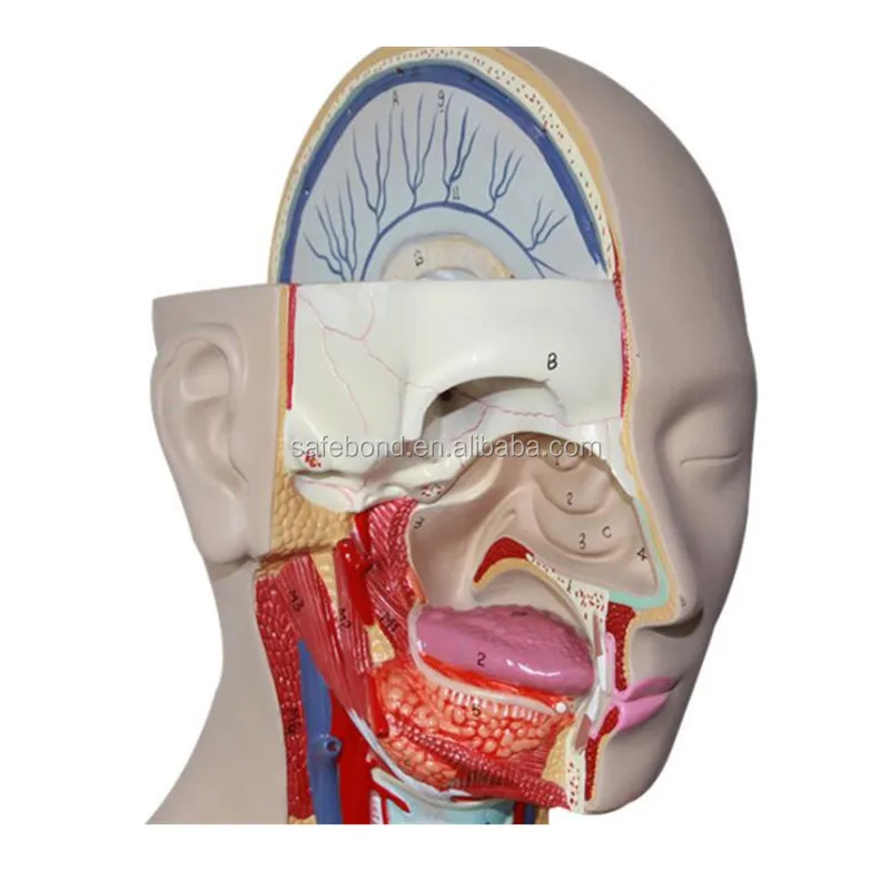 Модель человеческих органов, манекен, медицинская научная обучающая модель, модель человеческих органов с 15 частями для школы, портативная половина тела