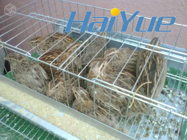 Quail Pen 20 Year Professional Manufacturer Buy Quail Cage Quail Pen Quail Pens Product On Alibaba Com