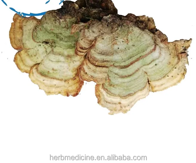 Оптовая продажа сушеный натуральный цельный грибок Coriolus unicolor для продажи