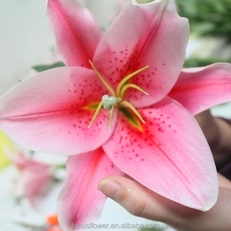 Impresionante Natural Fresh Floral Lilium Con Precio Bajo - Buy Natural  Fresh Lilium Flor Product on 