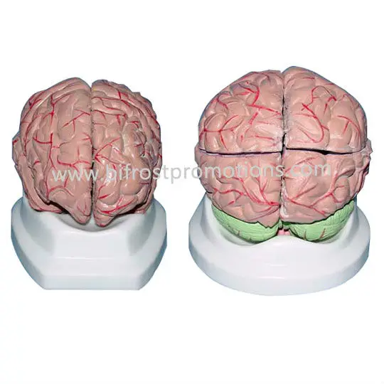 Modelo Anatómico Del Cerebro Médico Humano De Plástico - Buy Modelo  Anatómico,Modelo Cerebral,Modelo Plástico Del Cerebro Product on 