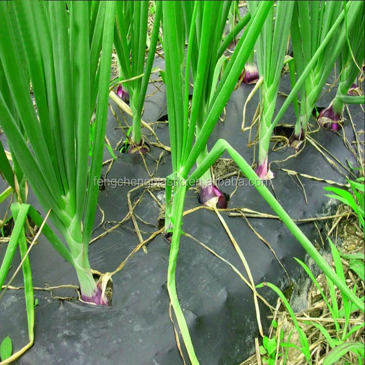 Factory Supply Plastic Mulch Layer for Plant ,agricultural Plastic Mulching Sheet,mulch Silver / Black for Sale Hot