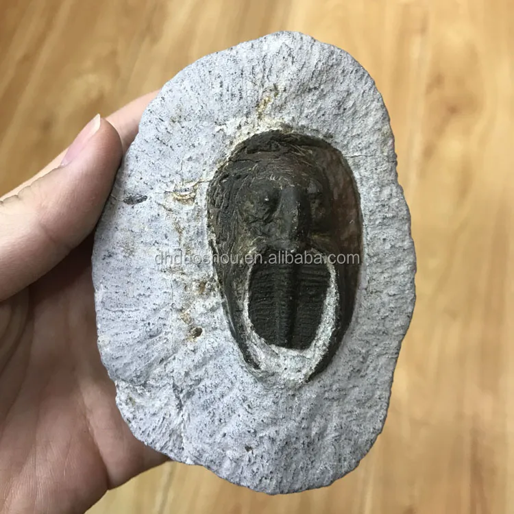 收集爱好天然稀有三叶虫化石标本出售 Buy 三叶虫标本 三叶虫化石 天然稀有三叶虫化石标本出售product On Alibaba Com