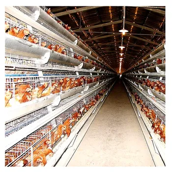 Be Popular 4 Tiers Chicken Egg Layer Battery Cage For Tanzania Poultry ...