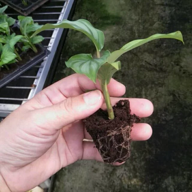 Calathea orbifolia tray seedling H8-10cm