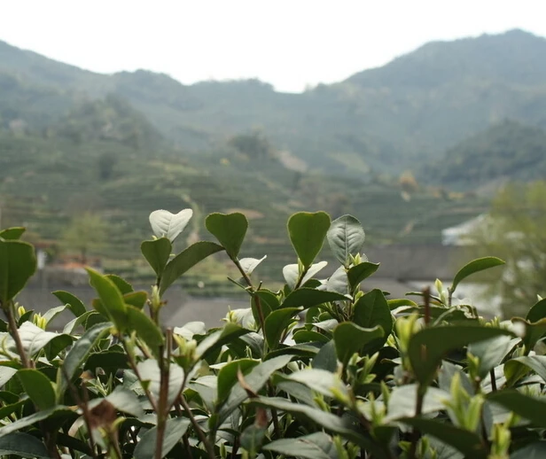 
Органический листовой зеленый чай 