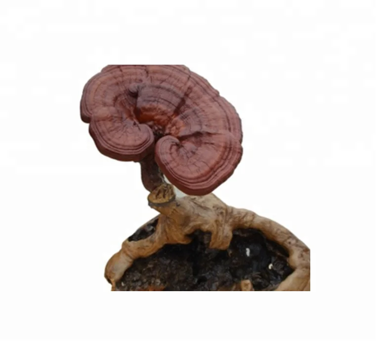 High Quality Raw Wholesale Dried Ganoderma Lucidum REIZHI Mushrooms Body