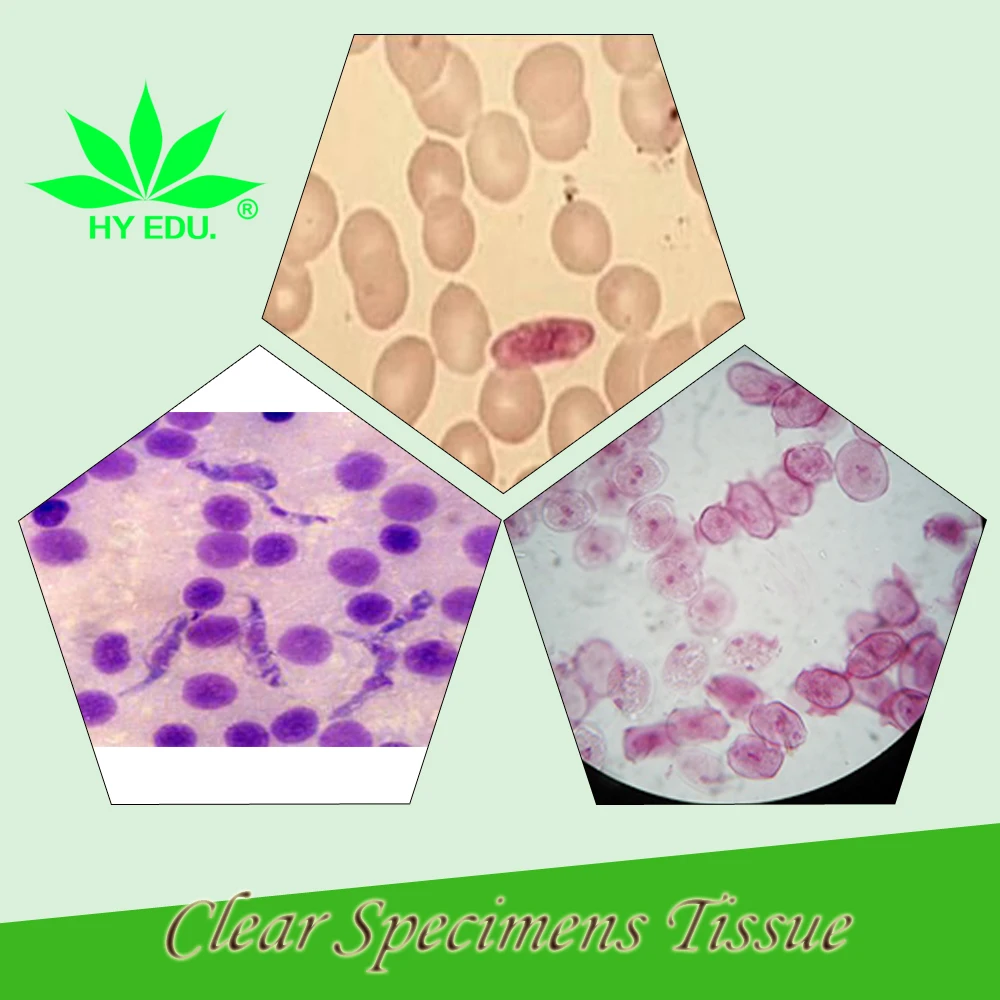 
 Прямая поставка с завода 42 шт. для медицинской школы, набор слайдов для микроскопа, подготовленных параразитологией  