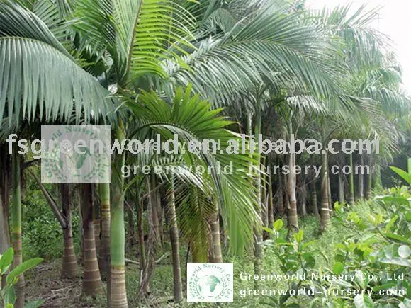 Archontophoenix Palm Trees Buy Alexander Palm King Palm Alexandra Palm Product On Alibaba Com