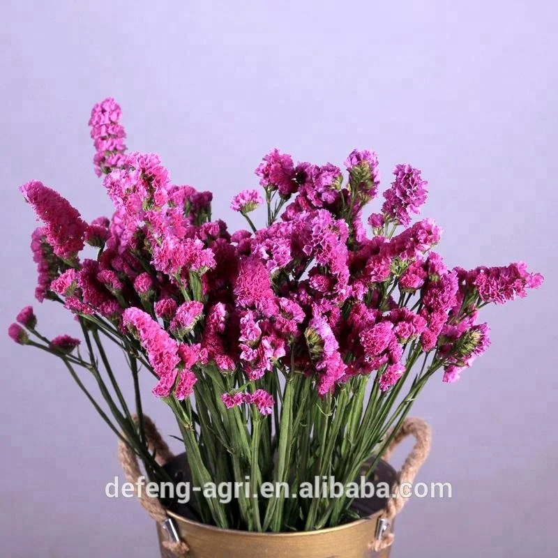 結婚式の装飾のための乾燥した花リモニウムシネンス格子の花 Buy Statice 花 Statice 花 Statice 花 Product On Alibaba Com
