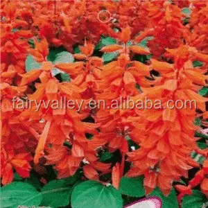 中国の熱帯セージスカーレットセージレッドセージサルビア種子サルビアsplendens Ker Gawler Seeds For Garden Flowers Buy 熱帯セージ 熱帯セージの種子 セージの種子 Product On Alibaba Com