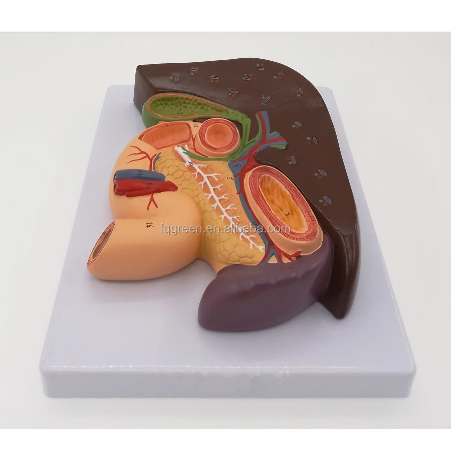 Anatomie Medicale Du Foie Du Pancreas De La Rate Duodenum L Estomac Modele De Formation Buy Hepatopancreatic Gastroduodenal Gastrique Modele Le Modele De Coeliaque Artere Distributin Specialite Medicale L Anatomie Humaine Modele De Foie Pancreas