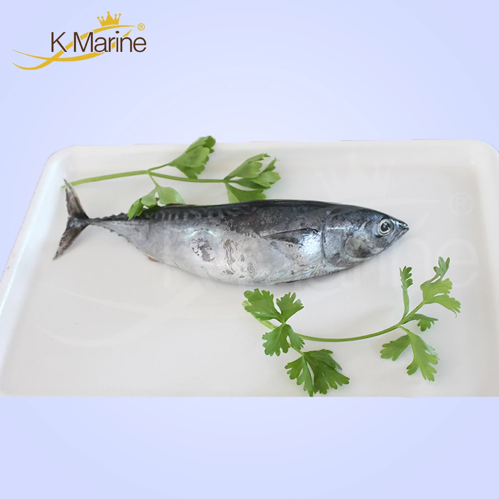 Seafooods Frozen Baby Tuna Fish Auxis Thazard Buy 赤ちゃんマグロ の魚 オーキスタザード シーフード冷凍赤ちゃんマグロの魚 オーキスタザード ロット番号 Kmw4098 Product On Alibaba Com