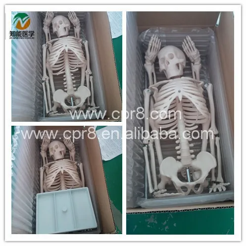 PVC Material Real Designed Medical Anatomy Skeleton Model