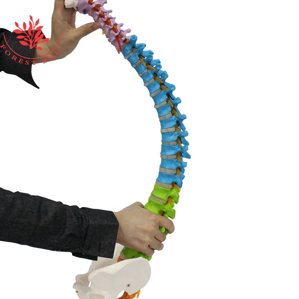 lumbar spine model life size cervical spine thoracic lumbar