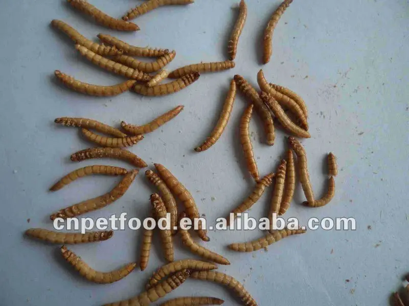 Live Giant Mealworm Fish Baiting Buy Live Worm Fishing Bait,Fishing