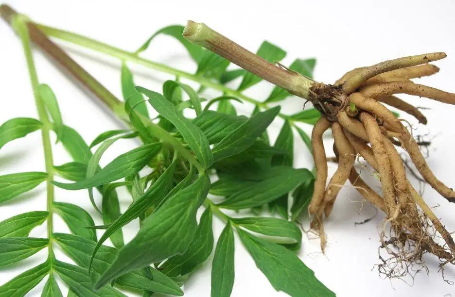100% Pure Raw Dried Valerianae Radix Valerian Roots