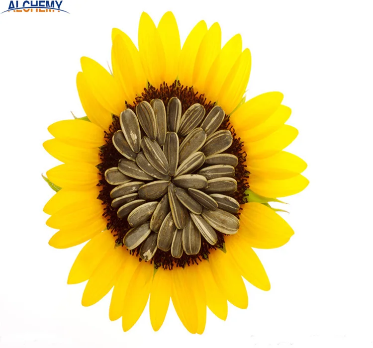 large organic sunflower seeds in bulk,long shape,exporting,high